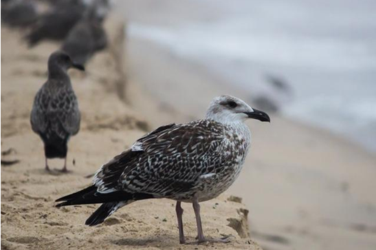 QQ图片20200426155454